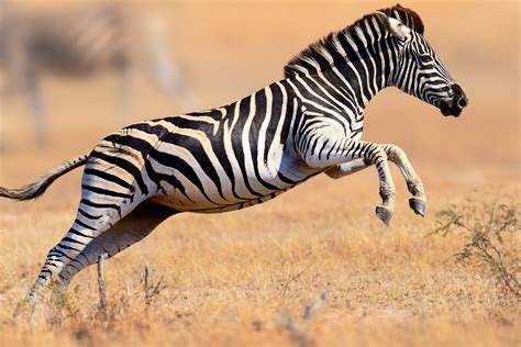 The grévy's zebra (equus grevyi), plains zebra (e. Zebra Technologies Stock Upgraded: Is This the Best Internet of Things Stock? | The Motley Fool