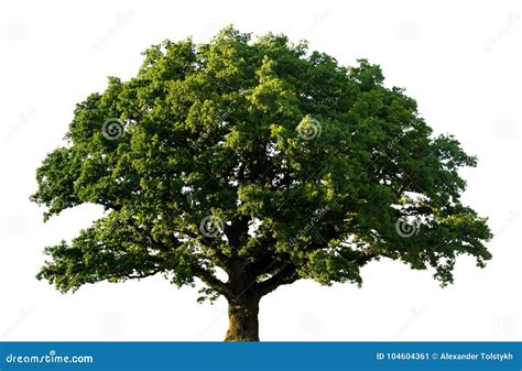 Árvore De Carvalho Verde Isolada Imagem De Stock Imagem De Nuvem