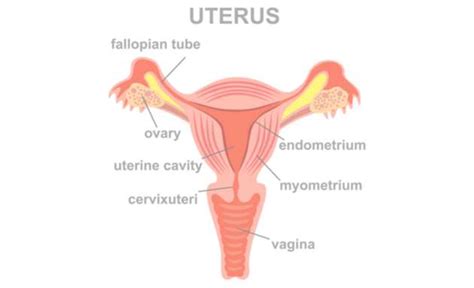Endometrium Cancer Know About The Symptoms And Treatment Of Uterine