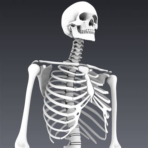 Human Skeleton Rigged 3d Model