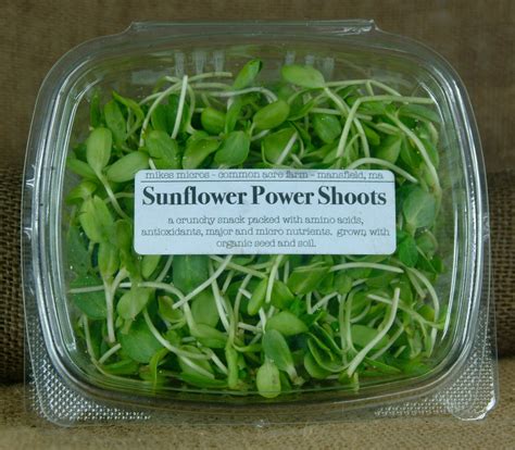 Sunflower Shoots Mikes Micros
