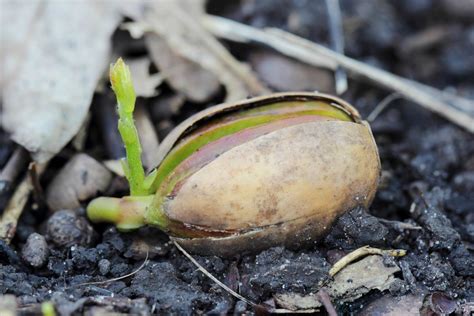 I've started an acorn growing in a vase of water. Growing Oak Trees From Acorns | ThriftyFun