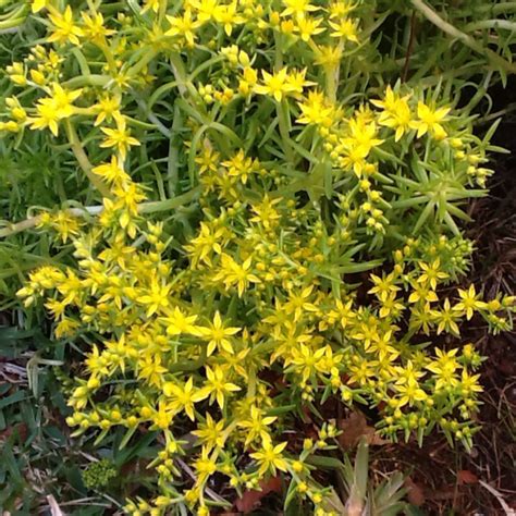 'gold mound' is, as the cultivar name suggests, noted for its attractive golden foliage. Sedum 'Gold Mound', Stonecrop 'Gold Mound' - uploaded by @susieg