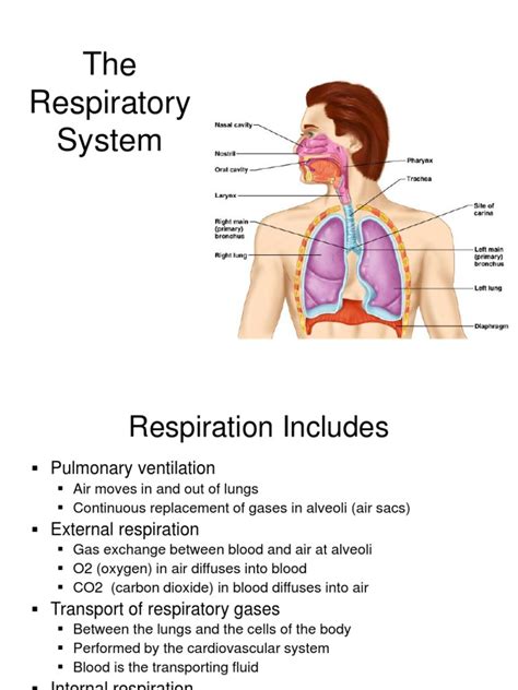 Anatomy And Physiology Of The Respiratory System Lung Larynx