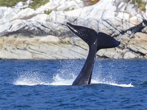 Experience Whale Watching In British Columbia Canadian Wildlife