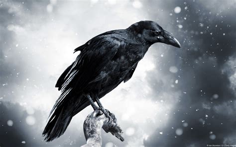 Raven 4k Wallpapers For Your Desktop Or Mobile Screen Free And Easy To Download