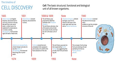 Cell Theory Timeline Activity Cell Theory Create A Timeline Theories My Xxx Hot Girl
