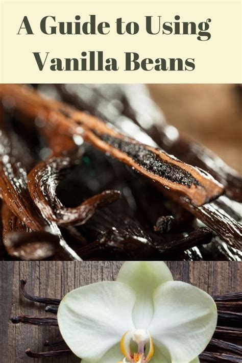 Types Of Vanilla Beans Whats The Best For You Vanilla Bean