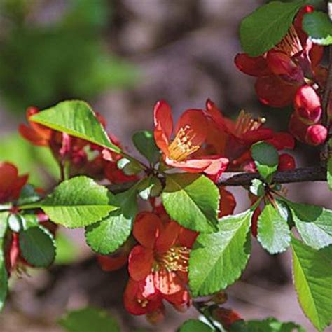 10 Chaenomeles Speciosa Flowering Japanese Quince Seeds