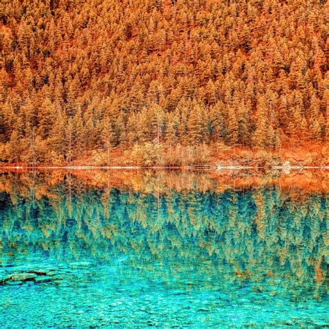 Lake Trees Reflection Ipad Air Wallpapers Free Download