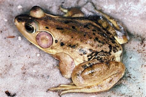 Why Do Amphibians Have Thin And Moist Skin Animals Momme