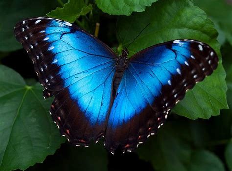 The Worlds Most Beautiful Butterflies Blue Morpho Butterfly Most
