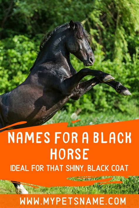 Names For A Black Horse Black Horse Names Horses Horse Names