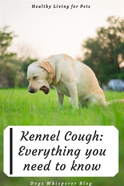 Everything You Need To Know About Kennel Cough Dog Cough Remedies