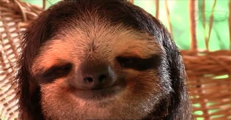 A Sloth Sanctuary Is An Adorable Thing That Exists Because The World