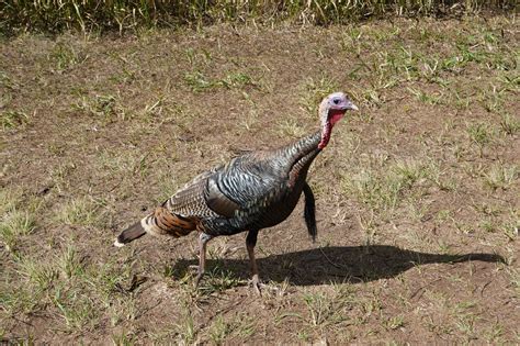 Department Of Land And Natural Resources 021723 Hawaiʻi Island 2023 Spring Bearded Turkey