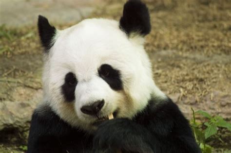 Bakgrundsbilder Djur Söt Björn Zoo Däggdjur Asien Fauna Panda