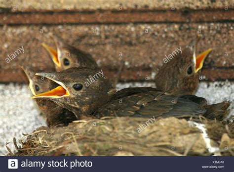 Three Blackbirds High Resolution Stock Photography And Images Alamy