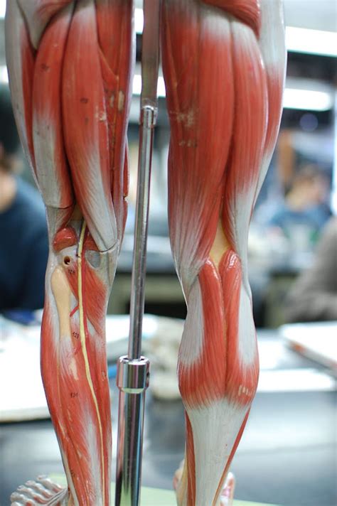 Human Anatomy Lab Muscles Of The Leg