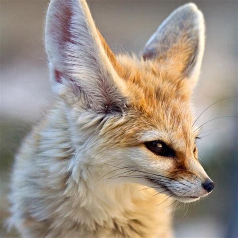 The Fennec Fox As A Pet