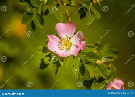Beautiful Wild Rose Bush Blooming In A Meadow Stock Photo Image Of