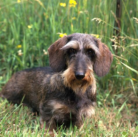 How Big Are Standard Wire Haired Dachshunds Mastery Wiki