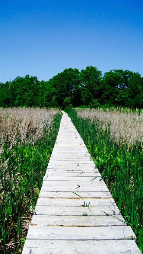 Walkway Through The Marsh Source Park Forest Forest Path