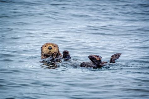 Sea Otter Walking