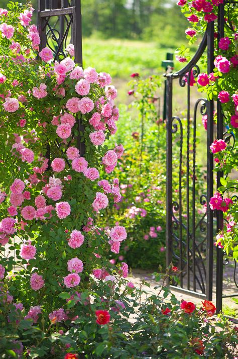 Les Roses Dans Le Jardin Quand La Magie Devient Réalité 13 Inspirations