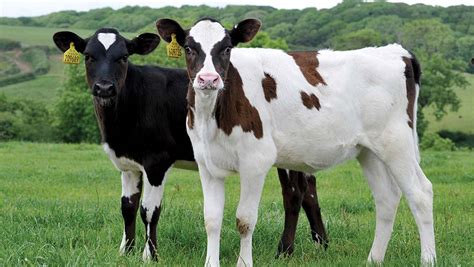 What Is The Value Of Leader Follower Systems For Dairy Calves