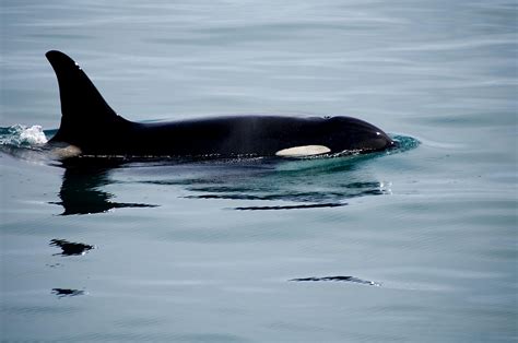 Killer Whale Free Stock Photo Public Domain Pictures