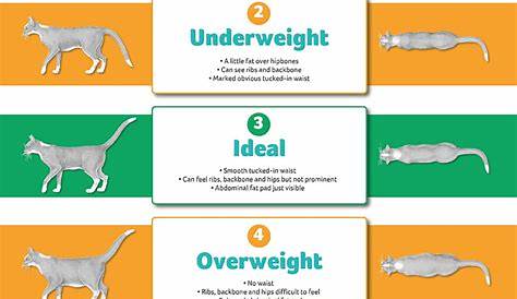 cat body weight chart
