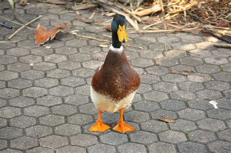 Duck Free Stock Photo Public Domain Pictures