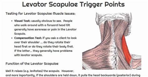 Levator Scapulae Exercises Stretches Trigger Points ⋆ Santa Barbara