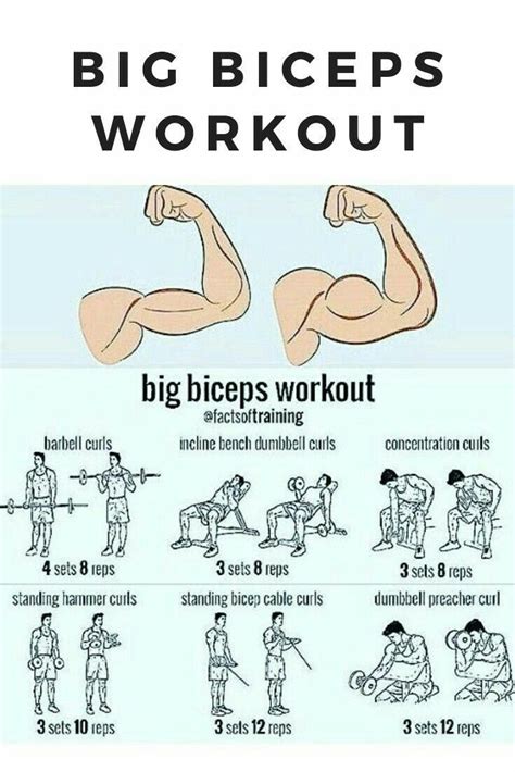 Big Biceps Workout Dumbbell Bicep Workout Back And Bicep Workout