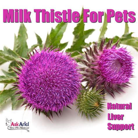 Learn about milk thistle for dogs & cats. Milk Thistle For Dogs & Cats | Liver Support Supplement ...