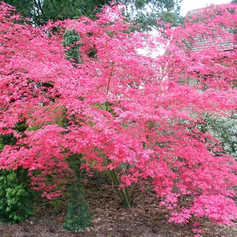 Decorative Trees With Red Leaves Amazing Contrasts