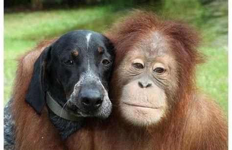 Amazing Animal Friendships