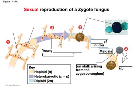 Sexual Reproduction Of A Zygote Fungus Diagram Diagram Quizlet