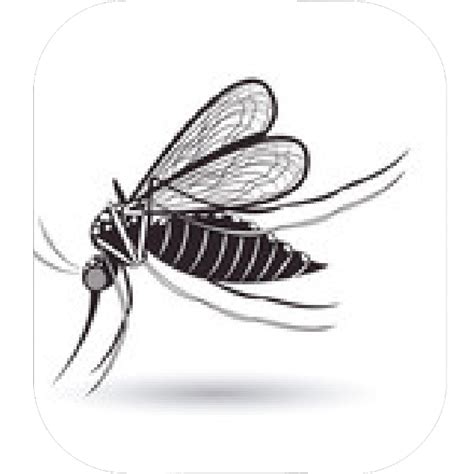 Gnat Drawing Free Download On Clipartmag