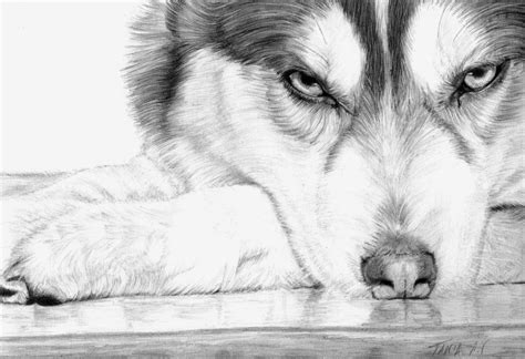 Siberian Husky Drawing Siberian Huskies Fan Art 35540632 Fanpop