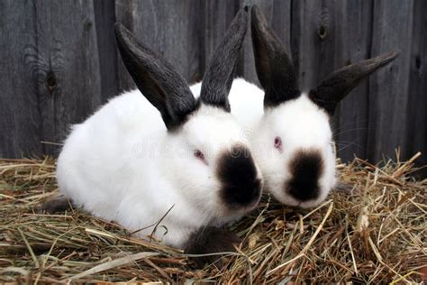 White California Rabbit Stock Image Image Of Breed 138009641