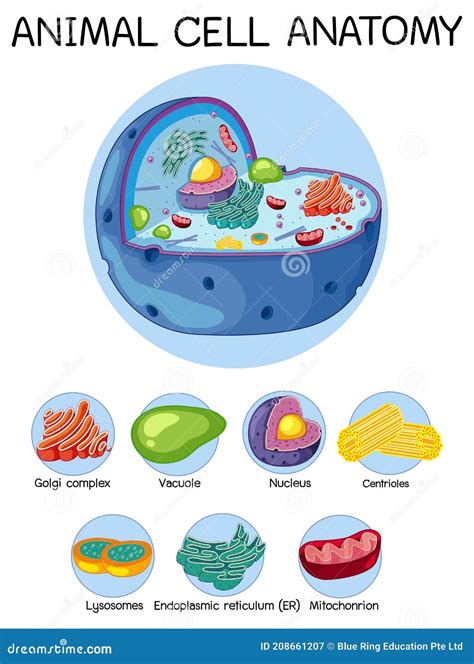 Anatomy Of Animal Cell Vector Illustration 124959242