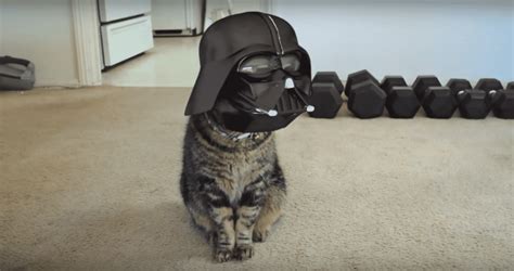 Darth Vader Cat Is The Purr Fect Confluence Of The Internets