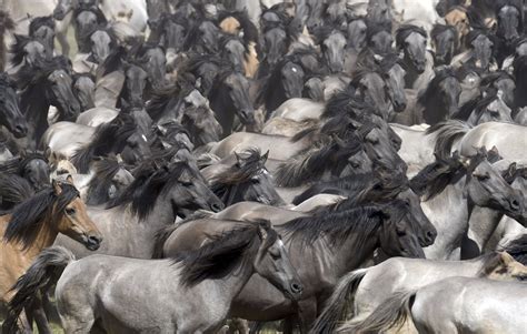 A Herd Of Wild Horses Gallops Into An Arena In The Merfelder Quarry In