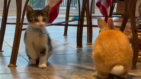 Más Tierno Imposible El Gato Que Quiere Ser Un Conejo