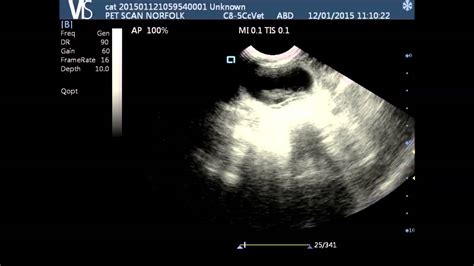 Cat Pregnancy Ultrasound Scan 30 Day Gestation By Pet Scan Norfolk