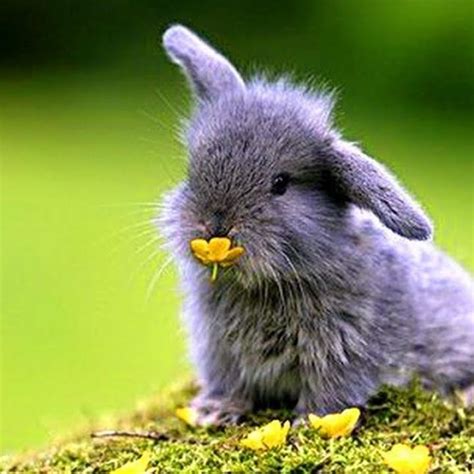 10 Most Popular Cute Baby Bunny Pictures Full Hd 1920×1080 For Pc