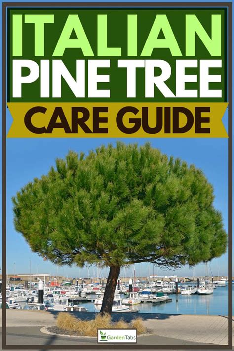 Italian Pine Tree Care Guide
