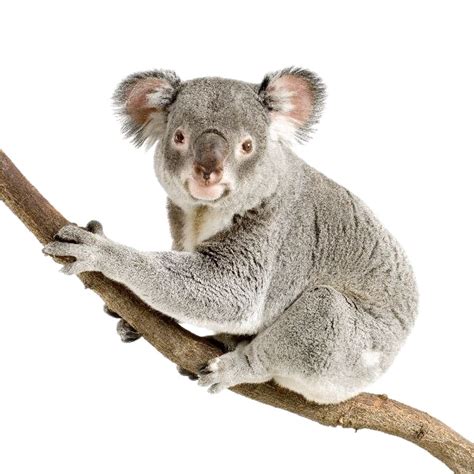 Koala Png Télécharger Gratuitement Png Mart
